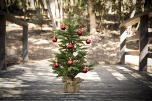 weihnachtsbaum