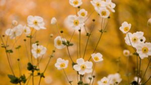 Herbstblumen