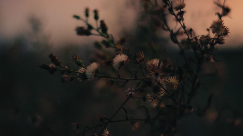 Verwelkte Blumen im Herbst