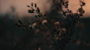 Verwelkte Blumen im Herbst